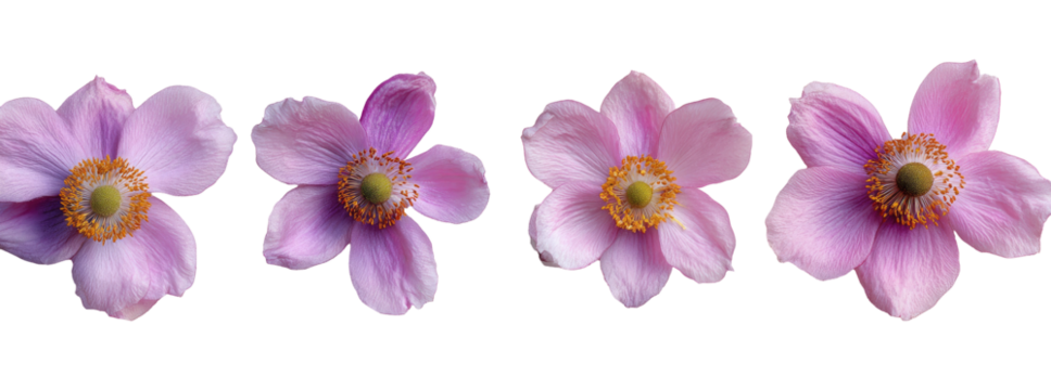 Four delicate, light-pink anemone flowers,  isolated on a black background.  Each flower has a central, slightly darker-orange center