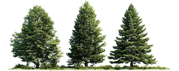Three evergreen trees in a row (1)