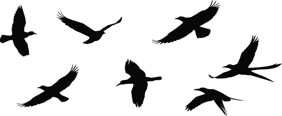 Flying bird silhouettes in various wing positions representing wildlife, freedom, nature, migration, and avian flight vector illustration for stock