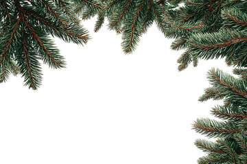 Evergreen boughs frame a black background