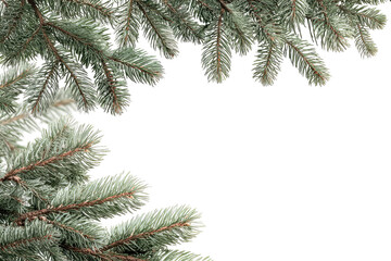 Frosted evergreen branches form a corner frame against a black background