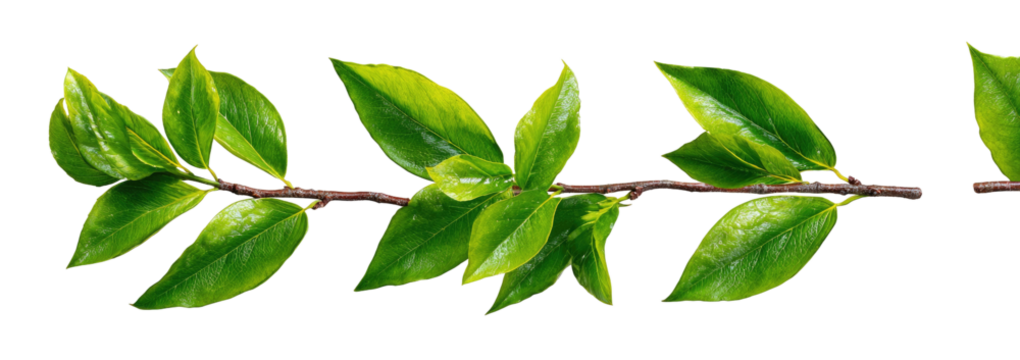 A detailed illustration of a leafy branch.  Bright green leaves are arranged along a dark brown stem.  The leaves are depicted with visible detail and a slightly glossy or wet appearance