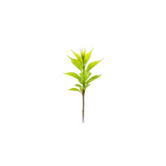 Obraz premium Lush Green Seedling on transparent background
