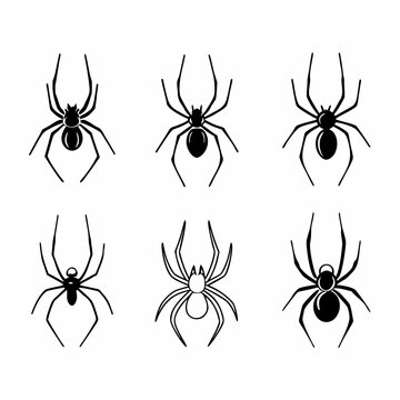 Collection of six different spider species, including orbweaver and cellar spider
