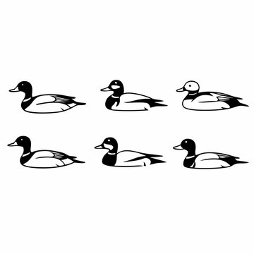Illustration of six bufflehead ducks, showcasing their distinctive plumage and silhouette