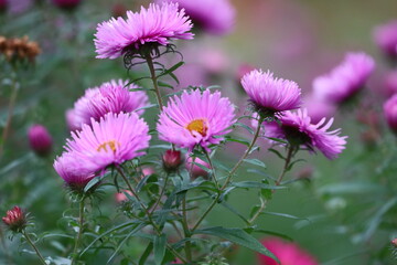 Field of pink New England asters with yellow centers © Діма Осташук