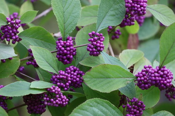 Callicarpa shrub with glossy purple berries in clusters