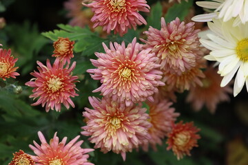 Close-up of pink and white chrysanthemums with yellow centers