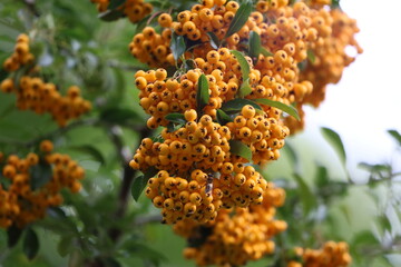 Pyracantha orange berries clusters on green leaves