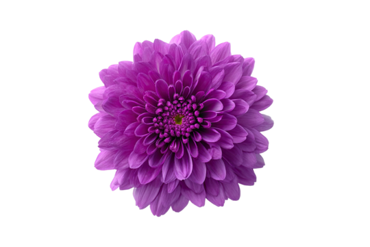 Close-up of a vibrant purple flower.  A single,  full blossom,  deep purple with lighter hues.  Detailed petals radiate outwards from a central point