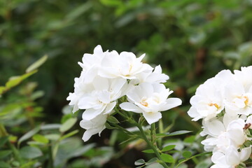 Close-up white flowers with yellow centers green