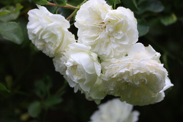White rose bush flowers close-up green leaves
