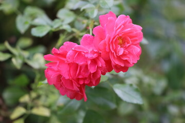 Obraz premium Blooming pink roses on branch with buds