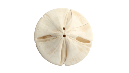 Flat, round sand dollar with five radial grooves on black