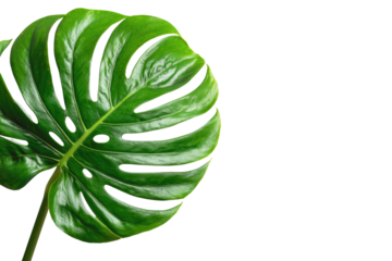 Close-up of a vibrant green monstera leaf, exhibiting deep veining and a distinctive holey pattern, against a black background