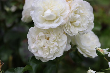 Blooming white roses bush with dark leaves