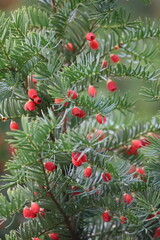 Red berries on Pyracantha branch closeup