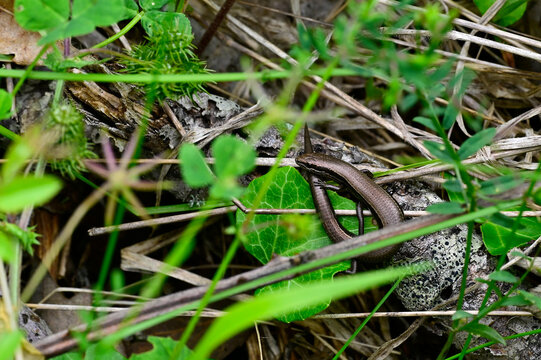 Johannisechse // European snake-eyed skink (Ablepharus kitaibelii stepaneki) - Primorsko, Biosph&auml;renreservat, Ropotamo, Bulgarien