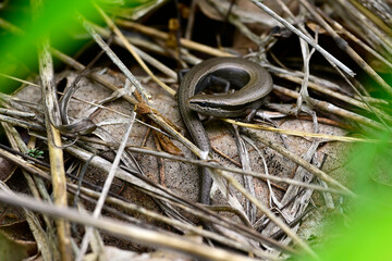 European snake-eyed skink // Johannisechse  (Ablepharus kitaibelii stepaneki) - Primorsko, wildlife refuge Ropotamo, Bulgaria