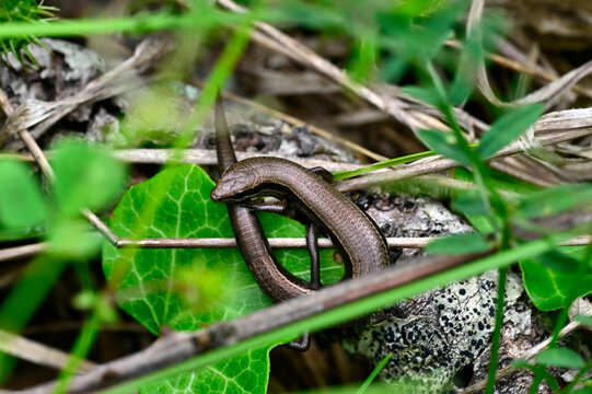 European snake-eyed skink // Johannisechse  (Ablepharus kitaibelii stepaneki) - Primorsko, wildlife refuge Ropotamo, Bulgaria