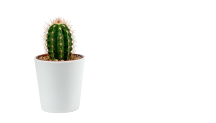 Spiky, green cactus in a white pot isolated on a black background