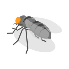 fly on white background