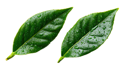 Two vibrant green tea leaves, glistening with water droplets (1)