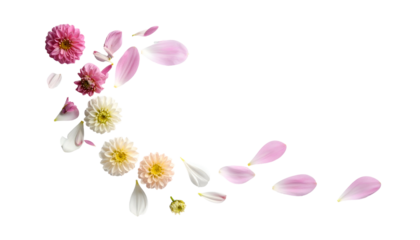 Floral corner design with dahlia blooms and loose petals on black