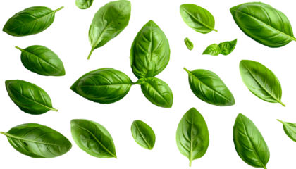 Fresh green basil leaves scattered across a black background