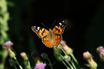 Peacock Pansy collecting nectar from wild flower