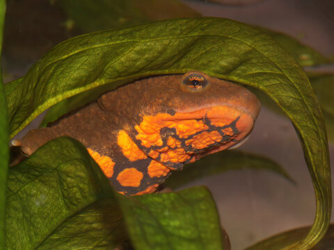 Closeup on a bulky large aquatic female of the endangered Vietnamese Tam Dao Warty newt, Paramesotriton deloustali