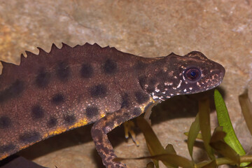 Closeup on a colorful male Triturus carnifex, Italian crested newt, underwater
