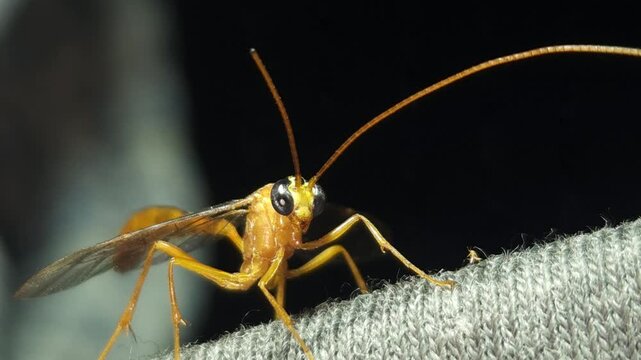 Indian Yellow-banded Leafroller Parasitoid Wasp, India