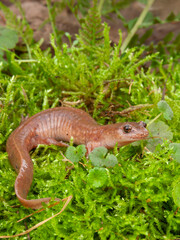 Closeup of an adult spring salamander, Gyrinophilus porphyriticus posed on green moss