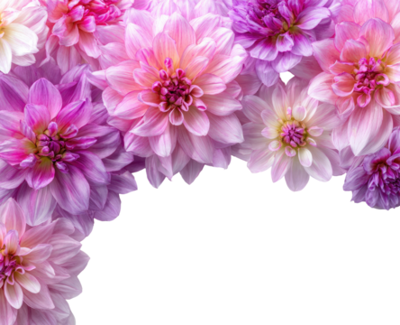 Close-up of vibrant pink and purple dahlia blossoms, arranged in a cluster.  Soft colors, detailed petals, against a bold black background
