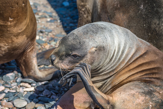 Atlantic Ocean coastline in peninsula Valdes Patagonia with colony sealions, Argentina