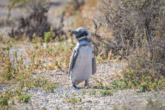 Magellanic penguins guarding their nests at peninsula Valdes, Patagonia, Argentina