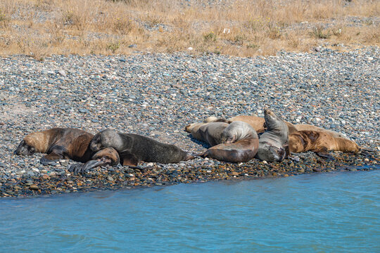 Atlantic Ocean coastline in peninsula Valdes Patagonia with colony sealions, Argentina