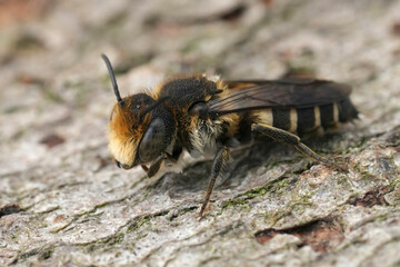 Closeup on a male Sharp-bellied pr Sharp-tailed cuckoo bee, Coelioxys sitting on wood