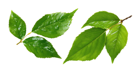 Close-up of vibrant green leaves on a branch