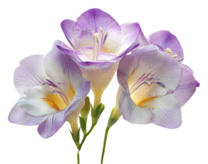 Close-up of three delicate, light purple and white fritillary flowers