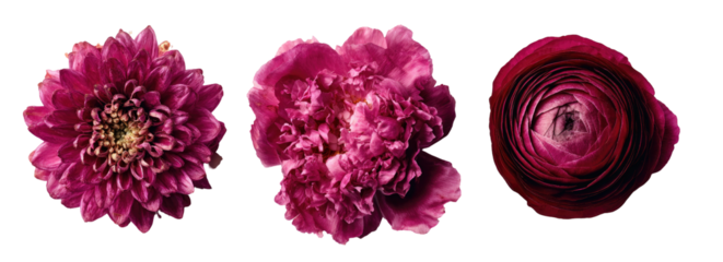 Three vibrant pink flowers on a black backdrop
