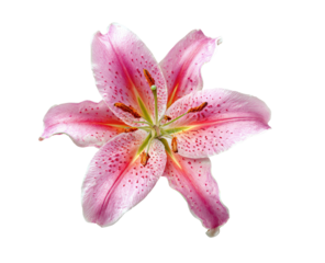 Close-up of a single pink Asiatic lily,  petals  detailed