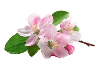 Close-up of a delicate cluster of pink apple blossoms with green leaves on a branch