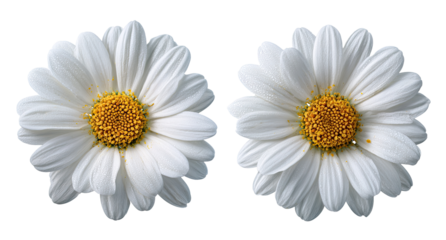 Two white daisies, close-up, against black