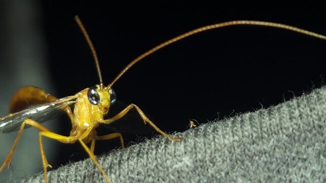 Indian Yellow-banded Leafroller Parasitoid Wasp, India
