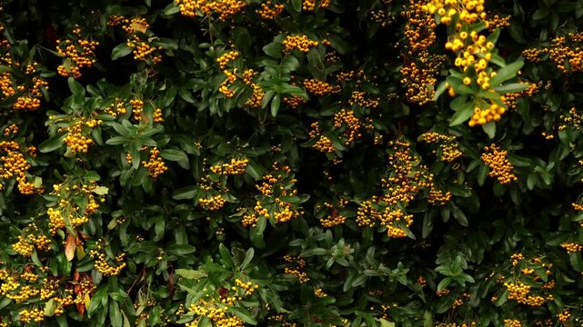 Yellow pyracantha berries growing in a lush green hedge. Cotswolds countryside, England