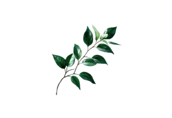 Close-up of a stylized branch with deep green leaves