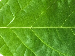 Extreme close-up macro shot of the texture and central vein of a vibrant green leaf, gorizontal photograph focusing entirely on the detailed texture and structure of a large, green leaf.