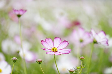 日本の秋に咲くコスモス
